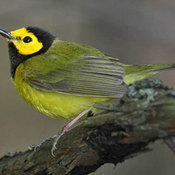 Hooded Warbler